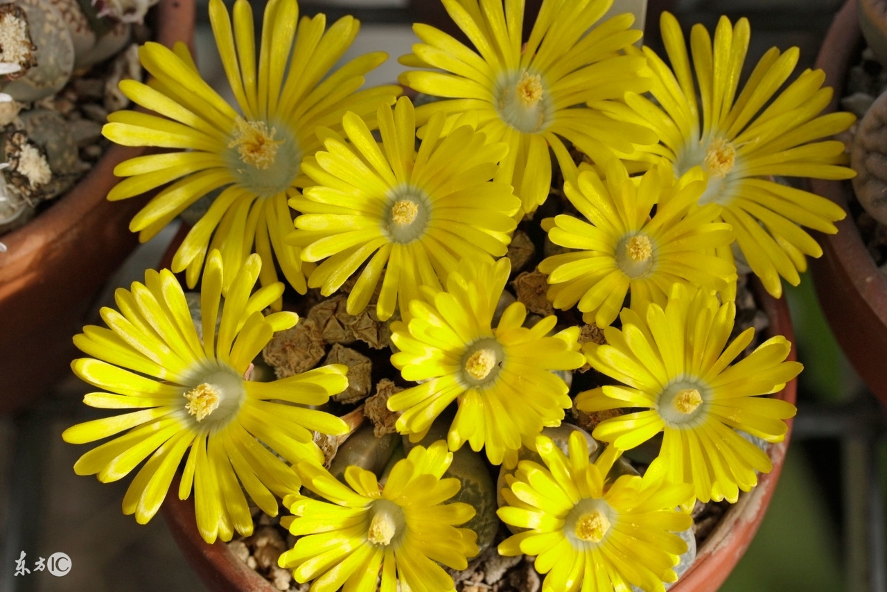 小生石花怎么养才能更旺盛,生石花怎么样养视频