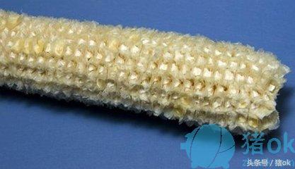 玉米全身是宝的作用,玉米须是个宝