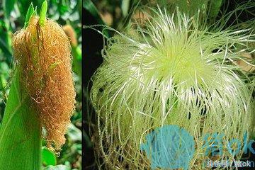 玉米全身是宝的作用,玉米须是个宝