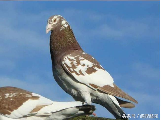 自己养鸽子有必要养信鸽吗,养信鸽好还是赛鸽好