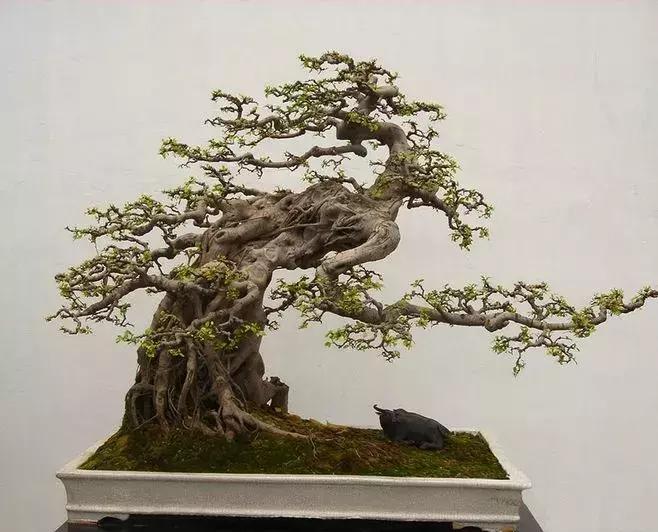 榆树盆景冬天在室内落叶吗,落叶盆景冬天怎么养护