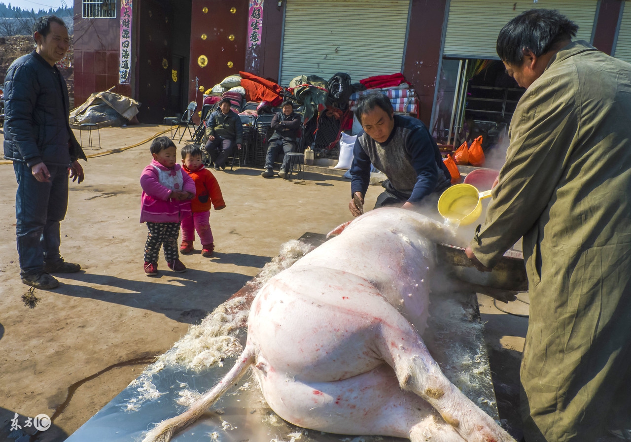 今年养猪赔钱还是赚钱,养猪赚钱的十大方法