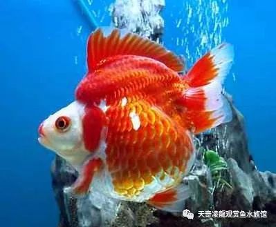 鱼为什么会得寄生虫,鱼有寄生虫需要单独治疗吗