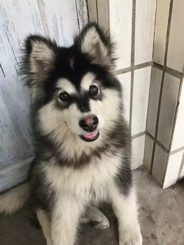 犬种百科之罗威纳犬,犬种百科之比熊犬