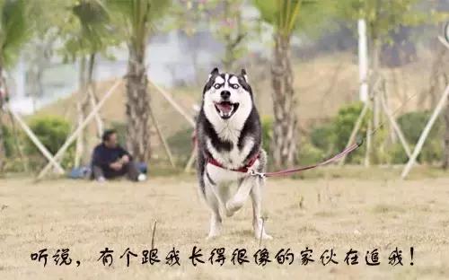 不是所有雪橇犬都像“二哈”这么贱