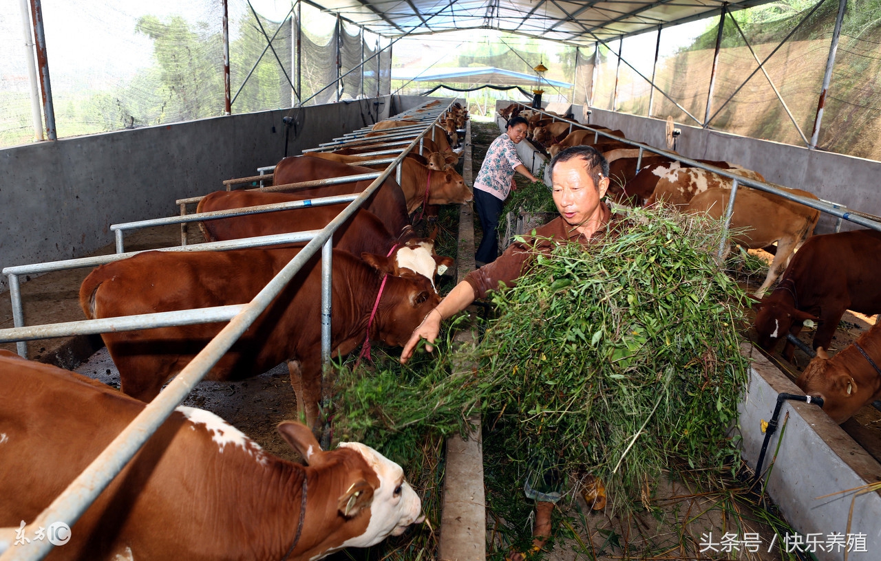 牛吃了塑料铁钉怎么办,为什么养牛户牛会吃铁钉