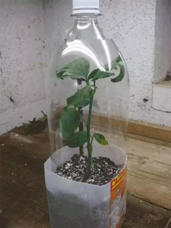 小瓶子手工制作小东西养花,省钱10大养花神器1个塑料瓶做出来