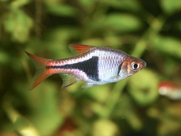 灯鱼科小型好养殖的热带鱼,三角灯鱼小型观赏鱼