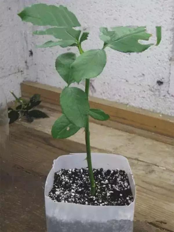 小瓶子手工制作小东西养花,省钱10大养花神器1个塑料瓶做出来