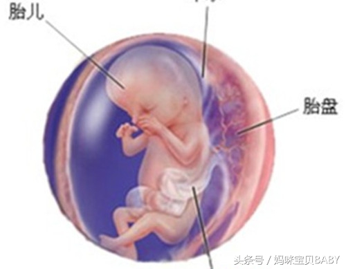怀孕第10个月宝宝长什么样,怀孕第12周胎儿长什么样子