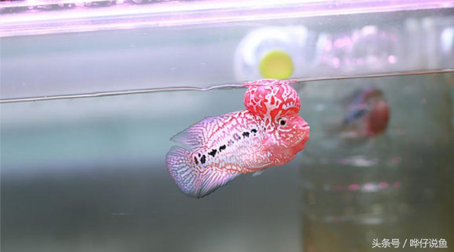 最经典的罗汉鱼,奇特罗汉鱼
