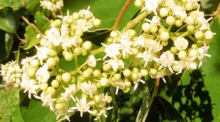 骨骼清奇怎么样,骨骼清奇的东西