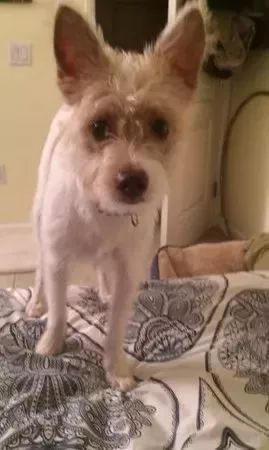 在家敷了片面膜，被狗子看到后，竟被...