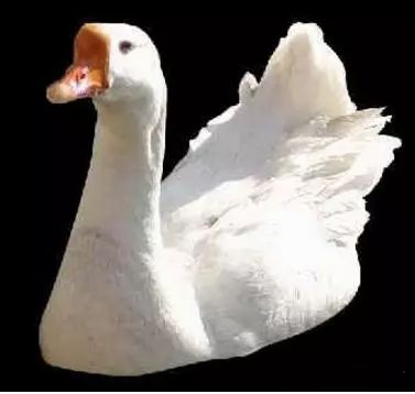 photoshop抠图接单,Ps怎么用路径抠图