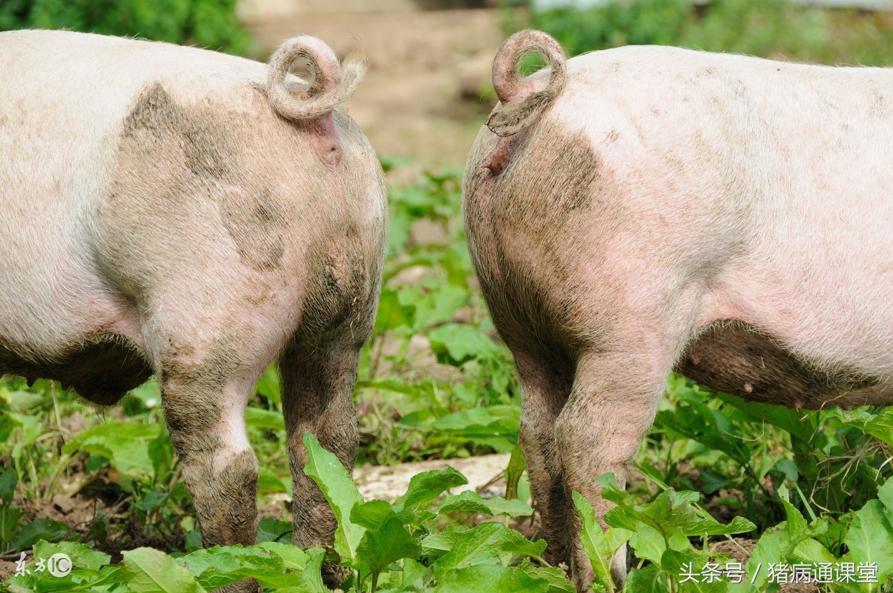 青年公猪怎么训练,大龄公猪的训练方法