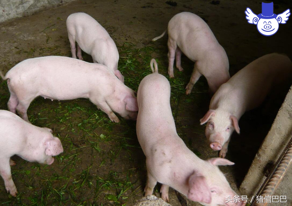 冬季到了猪咳嗽增多？所以要弄清楚猪为啥会咳嗽！