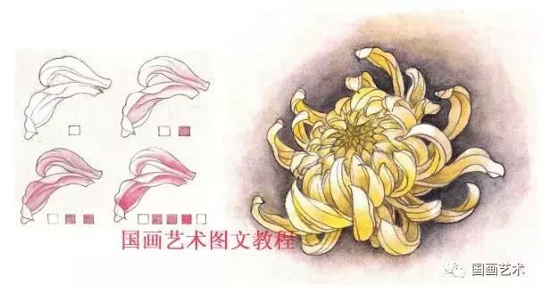 工笔菊花画法步骤示范,工笔菊花设色步骤