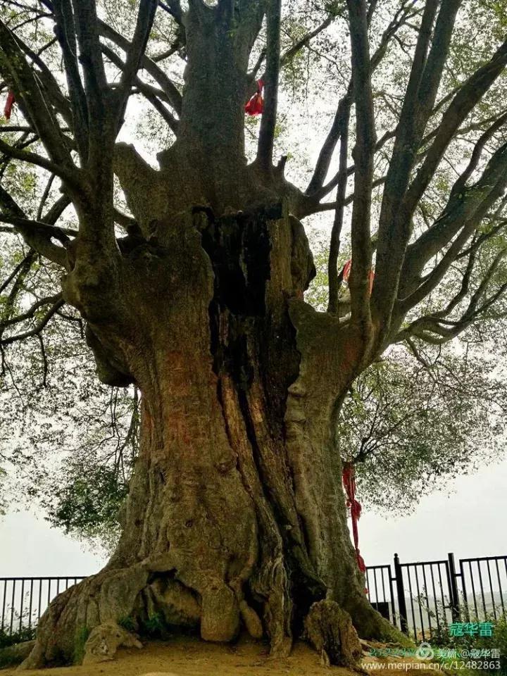 中国天然氧吧为什么是永寿,永寿槐林氧吧