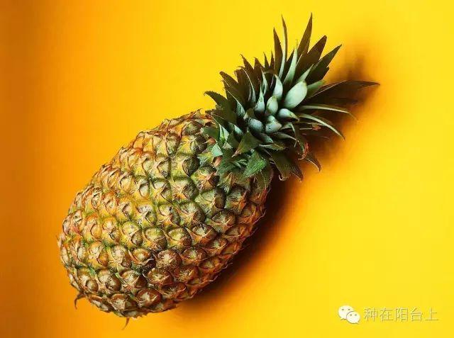 如何用各种水果的种子种植水果苗,水果种植技术水果苗