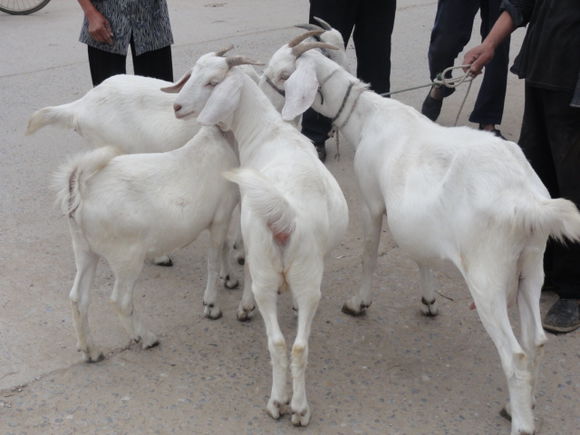 目前国内最大的牛羊交易市场,全国各大牛羊交易市场