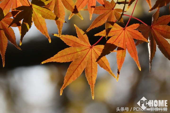 值得入手的数码相机平价佳能,佳能相机测评今年