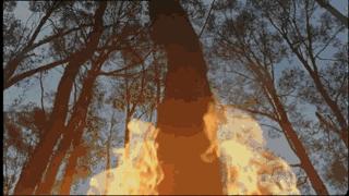 澳大利亚吉祥物袋鼠,澳大利亚的袋鼠伤人事件