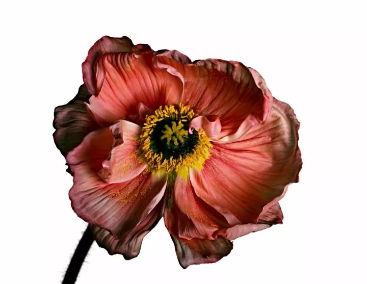 欧文佩恩摄影大师,欧文佩恩高清大图