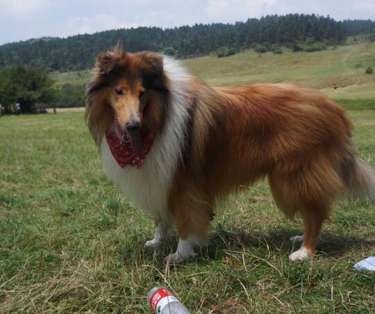 犬类百科德国牧羊犬,犬种百科之安纳托利亚牧羊犬