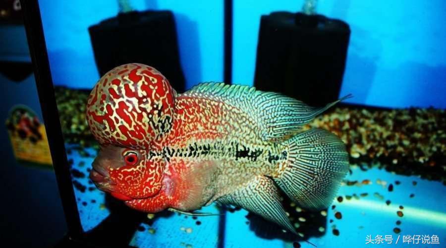 最经典的罗汉鱼,奇特罗汉鱼
