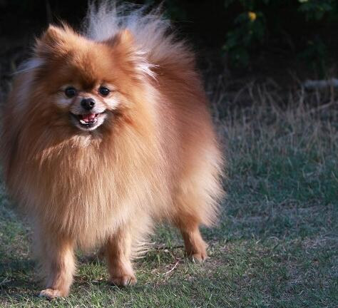 博美犬细小治疗后注意事项 (如何让博美犬注意卫生)