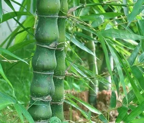 罗汉竹盆景修剪造型,罗汉竹盆景怎么养护和修剪