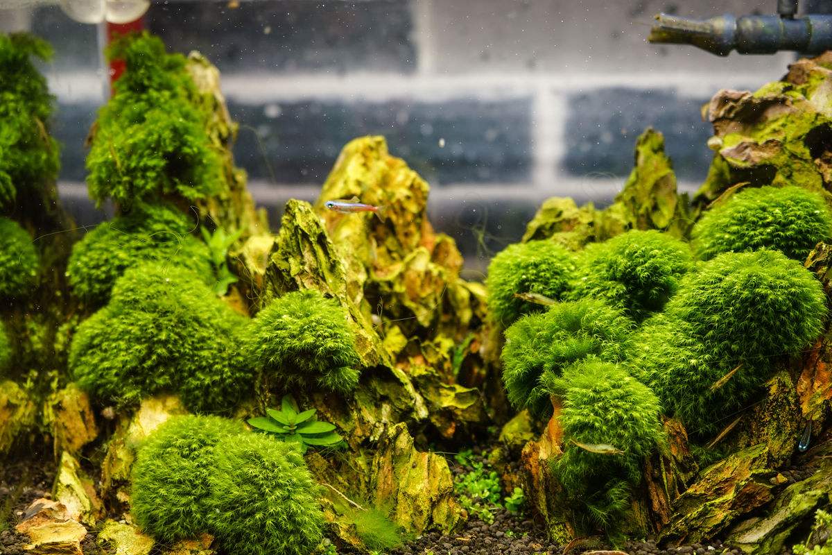 哪种水草最好养活不烂还能繁殖,草缸造景如何养好水草