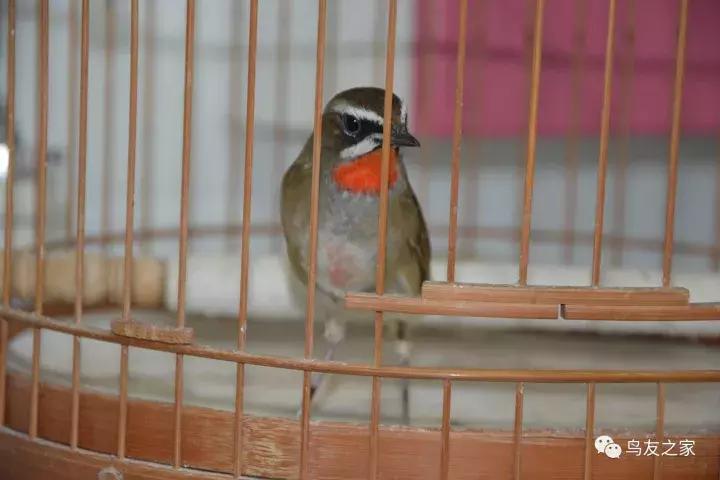 蓝点颏冬季,靛颏冬季饲养管理