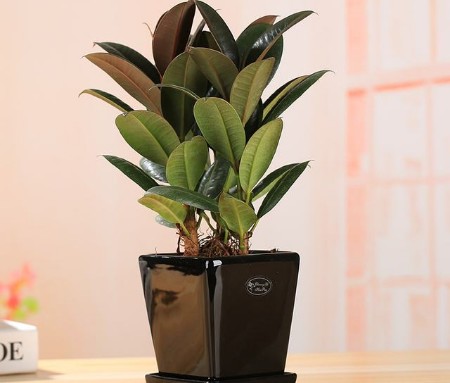 橡皮树如何让它黑亮,叶子黑亮挺拔的橡皮树