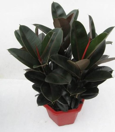 橡皮树如何让它黑亮,叶子黑亮挺拔的橡皮树