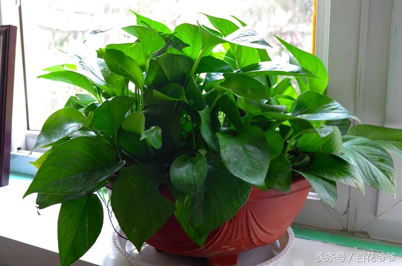 吸甲醛的盆栽植物排行榜,盆栽去甲醛最好的植物