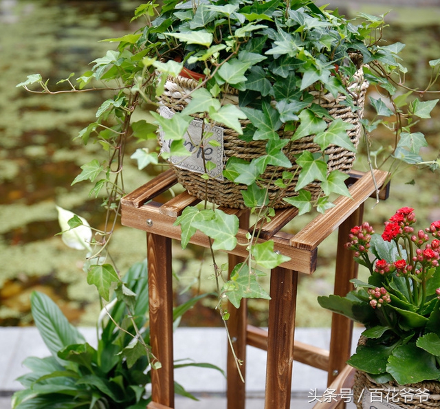 吸甲醛的盆栽植物排行榜,盆栽去甲醛最好的植物