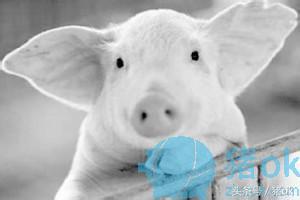 猪汞中毒症状及后果,猪喂饲料中毒怎么办