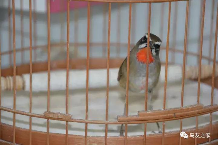 闲聊养鱼技巧大全,闲聊冬季野钓