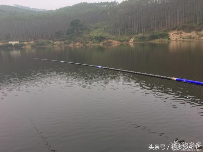 奔横县只为巴西雕，遇降温无奈成掐鲤
