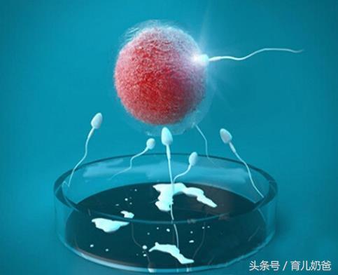 试管婴儿从开始到成功需要多久,试管婴儿到哪一步才是真正成功