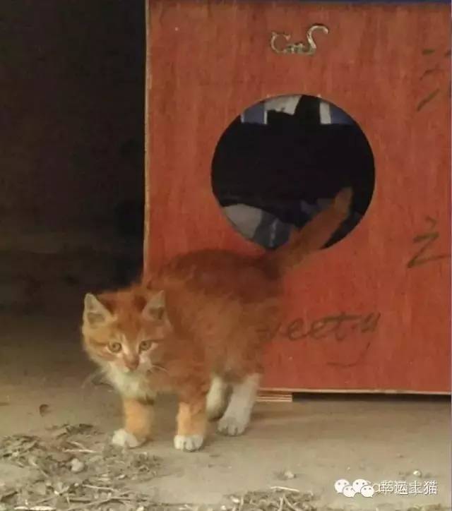 2017温暖继续！感谢CATS慈善基金连续五年为流浪猫提供温暖冬屋！