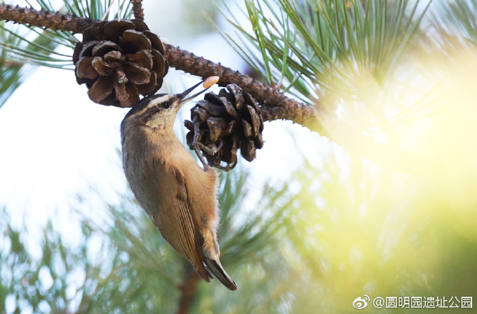 【图赏】圆明风光：光影斑驳重焕光彩