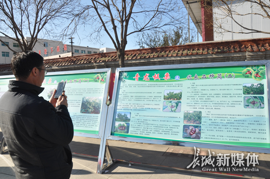 青龙板栗节开幕时间,板栗节青龙节视频