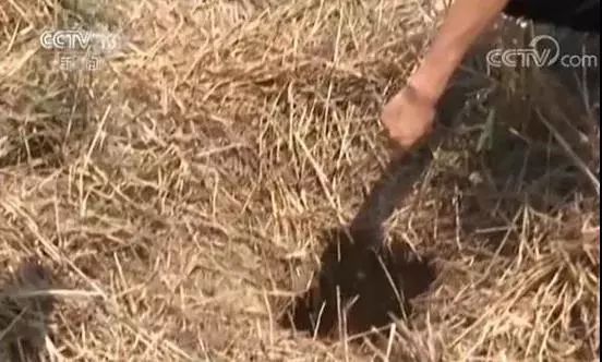 新闻早知道鸿雁知天下,鸿雁知天下