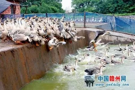 100元左右的江西特产有哪些,江西零食土特产必买清单