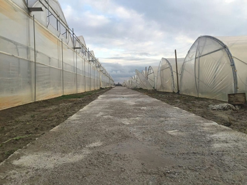 意华人“新菜农”周海滨：让同胞吃上放心菜