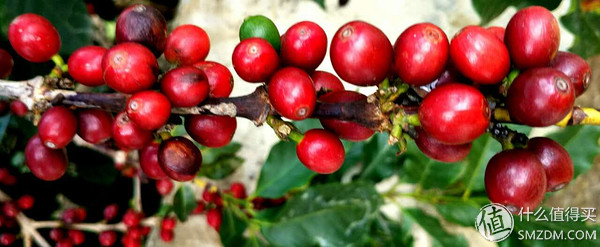 深度烘焙咖啡豆手冲品鉴,树墩城咖啡