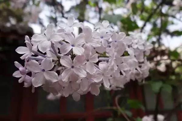逛切北京最全花节汇总整理！收藏起来慢慢看！