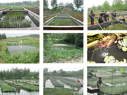 泥鳅养殖成本分析核算,泥鳅养殖业利润怎么样计算